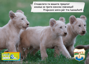 Предложете имиња за трите женски лавчиња коишто се родија во Зоолошката градина Скопје