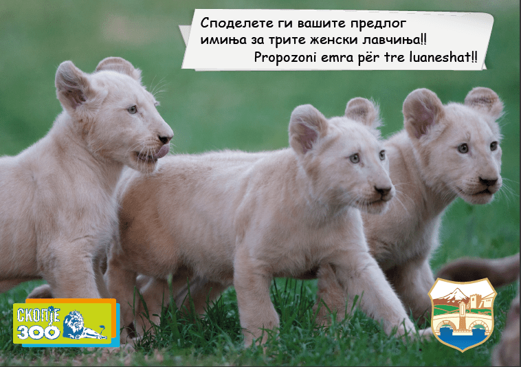 trite zhenski lavchina koishto se rodija vo Zooloshkata gradina Skopje 1