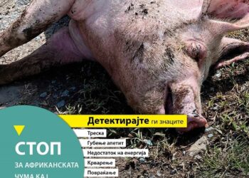 Детектирај, спречи, пријави: Кампањата на ЕФСА за Африканската чума кај свињите продолжува трета година по ред