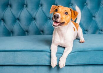 5 чудни работи кои кучињата ги обожаваат