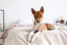 дали кучињата плачат