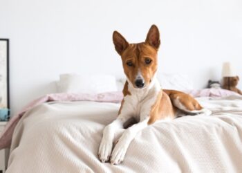 дали кучињата плачат