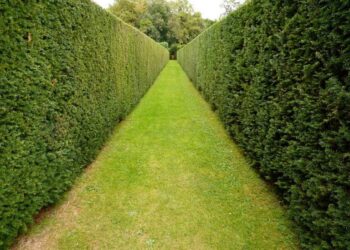 Зелена, жива ограда – Мала инвестиција со големи придобивки!