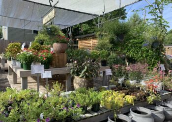 ФОТО: Пронајдете ги двете скриени мачки во градината