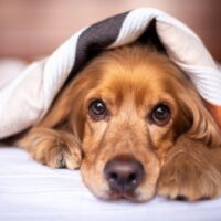 english-cocker-spaniel-5937757_1920-1400×935