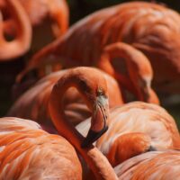 flamingo-5971206_1920-1400×932