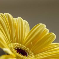 flower-6520851_1920-1400×960