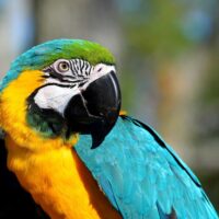macaw-2868308_1920-1400×1173
