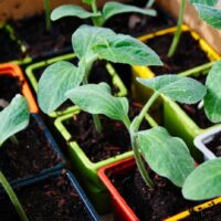 vegetable-garden-5104380_1920-1400×930