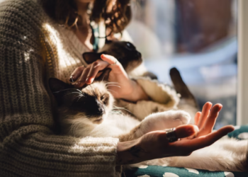 Зошто мачката ги затвора очите кога ја галите? Сигурно сте забележале, но дали ја знаете причината?