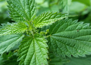Пет придобивки од копривата: Таа е вистинско богатство на здравјето