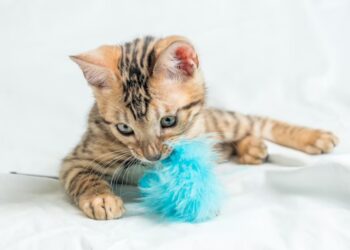 Дали мачките треба да ги бањаме?