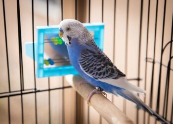 Зошто птиците треба да имаат огледало во својот кафез? Причината ќе ве изненади