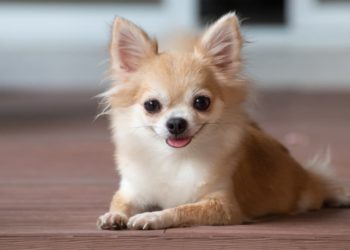 10 раси на кучиња кои живеат најдолго