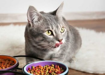 Колку долго може да издржи домашна мачка без храна?