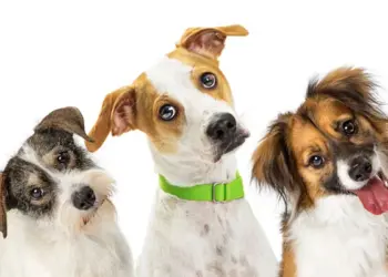 Зошто кучињата ја навалуваат главата?