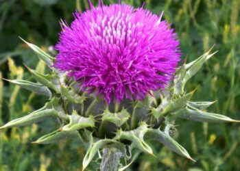 Моќниот бел трн е природно чудо за здравјето