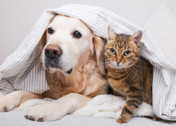 Кој е поинтелигентен – кучето или мачката? Сопствениците мислат едно, но одговорот е малку покомплициран