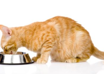 Колку често треба да ја храниме мачката?