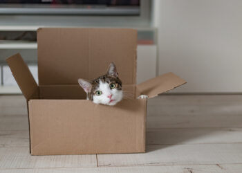 Мачка во кутија