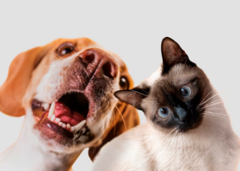 Децата кои имаат куче или мачка немаат алергии на храна