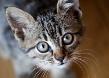 Старо верување – што значи кога на вашиот праг ќе се појави непозната мачка?