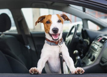 Дали за прв пат патувате со вашето куче? Ова се работите што треба да ги знаете пред да патувате