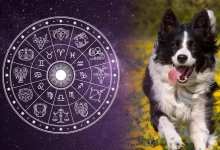 Kuche i horoskop