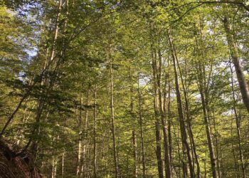 Планина е подобра опција од море на плус 40 степени!