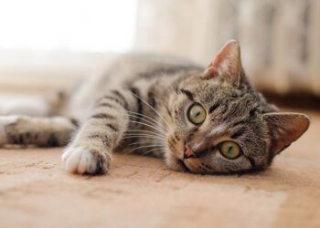 Светски ден на мачките