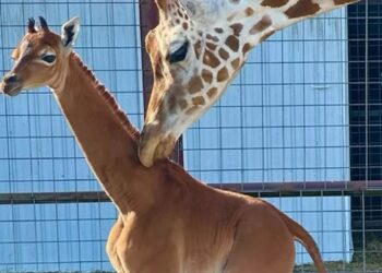 СЕ РОДИ ПРВАТА ЕДНОБОЈНА ЖИРАФА НА СВЕТОТ: Феноменот привлече големо внимание во јавноста, а распишан е и конкурс за нејзиното име (ВИДЕО)