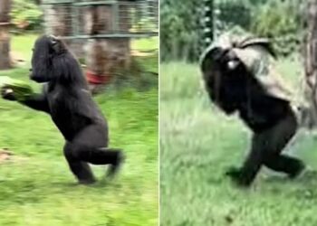 Погледнете како горили бегаат од дождот (Видео)