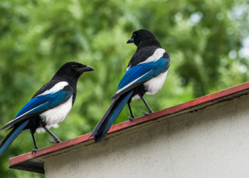 Народно верување: Што значи кога птица ќе влезе во вашиот дом или ќе слета на вашиот прозорец?