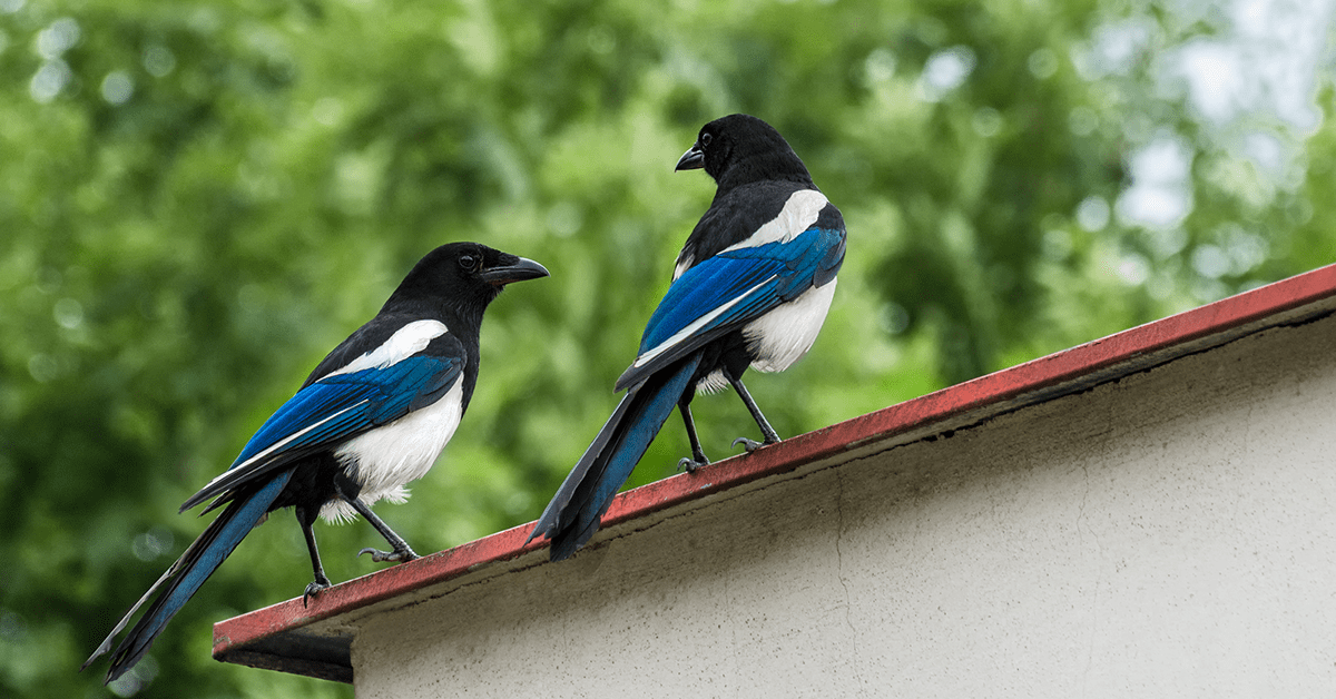 LEAD IMAGE Magpies