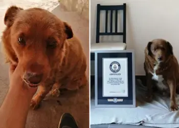 Почина најстарото куче на светот