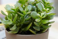 Дрвото на парите