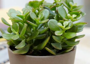 Дрвото на парите