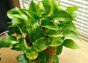 Ѓаволски бршлен