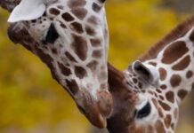 Почина негувателот Трајковски на ЗОО Скопје, неколку часа по него угина и жирафата Флопи која ја чуваше