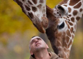 Почина негувателот Трајковски на ЗОО Скопје, неколку часа по него угина и жирафата Флопи која ја чуваше
