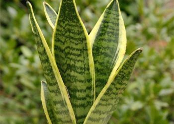 Свекрвин јазик – неуништливо растение, а грижата за него никогаш не е полесна: И да не го полевате – ќе преживее, а идеален е за спална соба