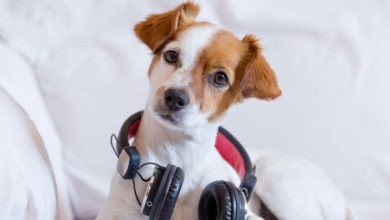 Куче и музика