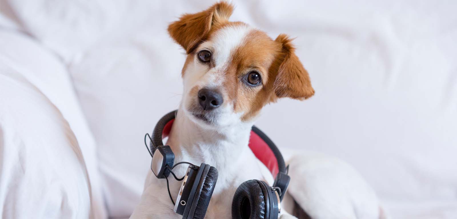 Куче и музика