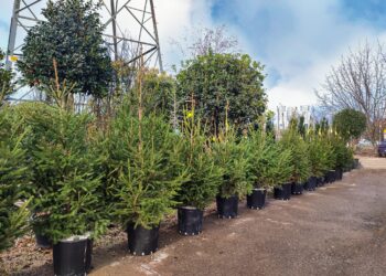 Природните новогодишни елки ја збогатуваат празничната атмосфера во домот!