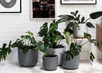 Домашни цвеќиња