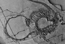 Пронајден фосил стар 240 милиони години
