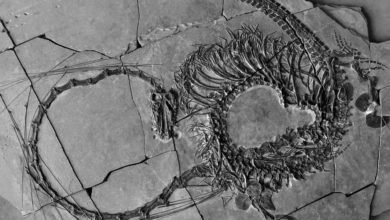 Пронајден фосил стар 240 милиони години
