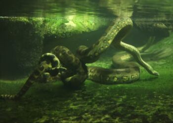 северна зелена анаконда