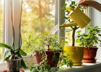 домашни растенија