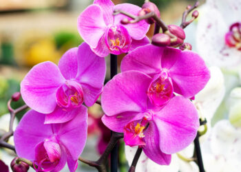 Орхидеи